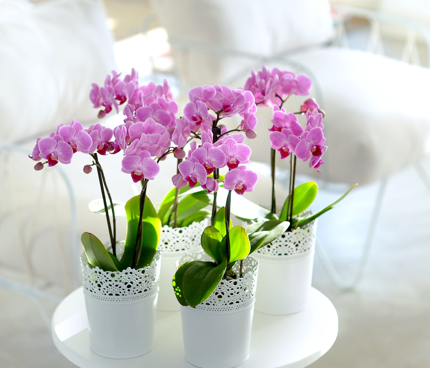 verder Appal Gedachte orchidee-een-nieuw-leven-in-de-lente-orchideeën-plant-verzorging-aspect-ratio-350x300  - Anthura